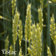 Close-up of wheat heads on stalks in a sunlit field.