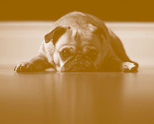 A pug lies on the floor with its head down and its front paws stretched out in front.