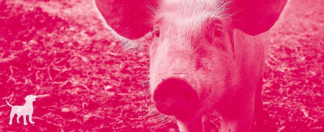Header-Image-Pork A pink-tinted close-up of a pig's face with a small white dog silhouette in the lower-left corner.