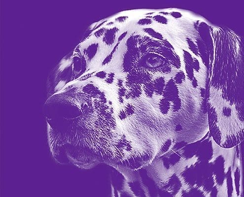 Close-up of a Dalmatian dog's head with a purple background.
