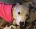 White dog wearing a pink shirt lying on a bed with patterned blankets in Lake Stevens, Washington.