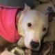 White dog wearing a pink shirt lying on a bed with patterned blankets in Lake Stevens, Washington.