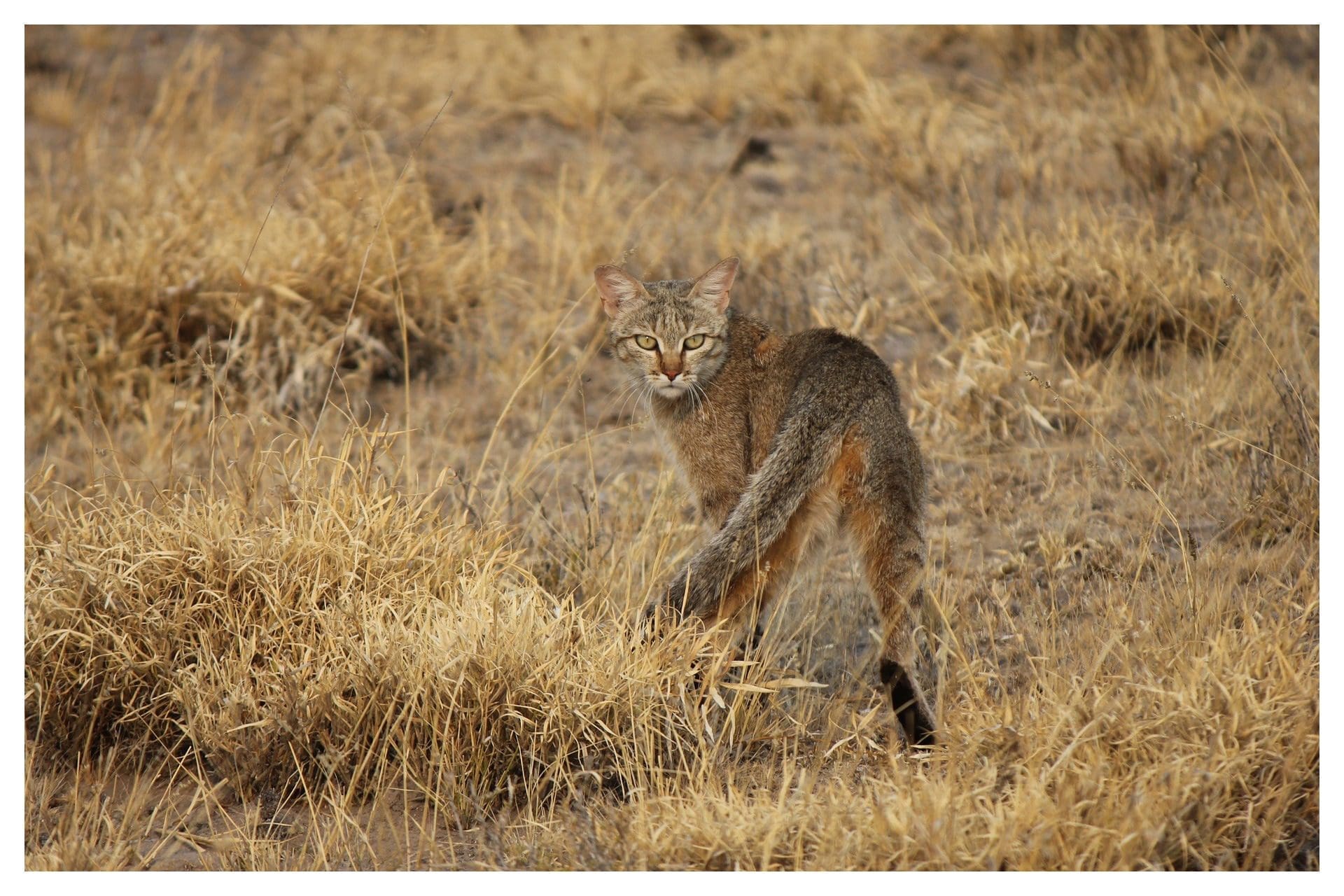 wildcat2 A wild cat stands amid dry, tan grasses, looking back alertly.