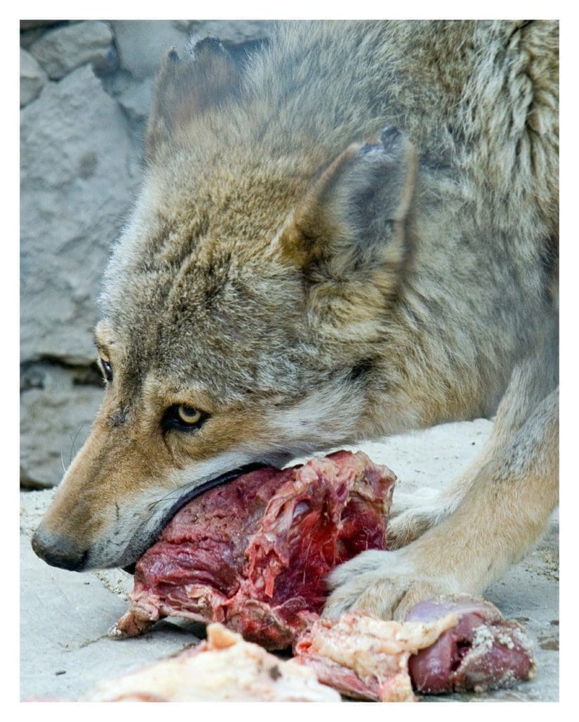 wolf A wild wolf gnawing on a large piece of raw meat, on a rocky, stone surface.