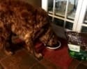 A brown, curly-haired dog eating from a bowl on a red mat indoors.