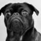 Close-up of a black pug with wide, round eyes looking at the camera.