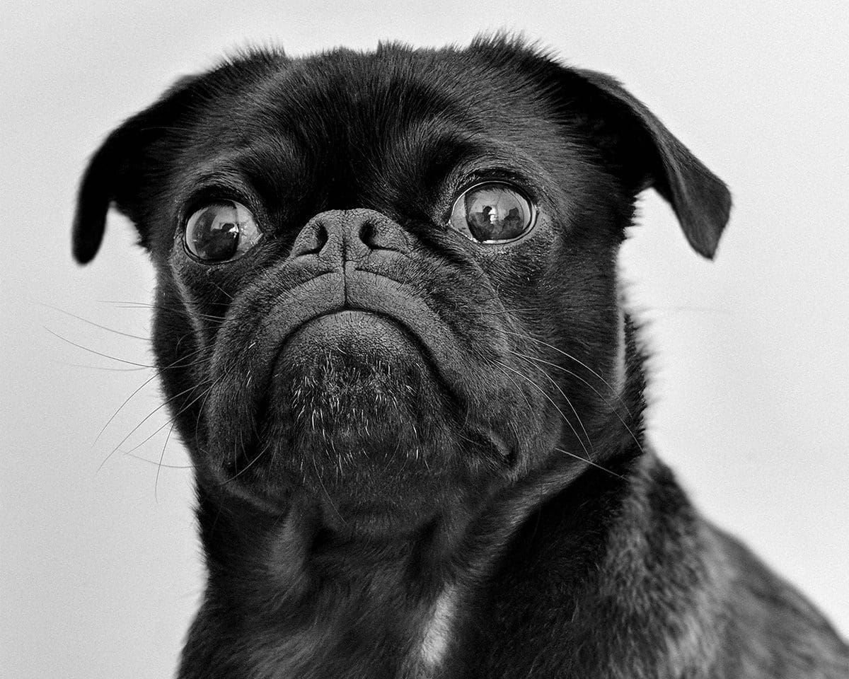 charles-deluvio Close-up of a black pug with wide, round eyes looking at the camera.