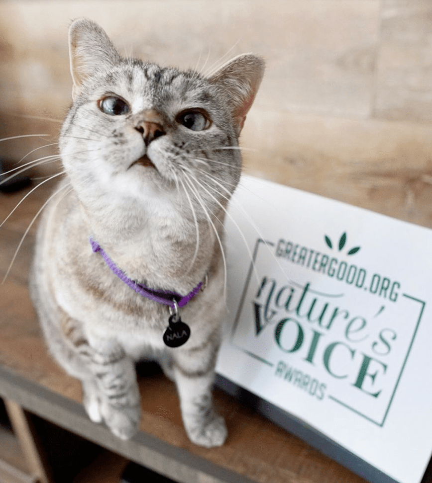 nala A gray cat with a purple collar and a round tag sits on a wooden surface beside a sign reading Nature's Voice.
