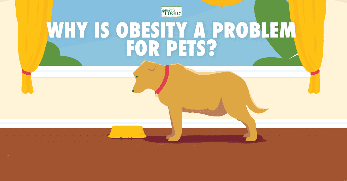 pet-obesity-1200x628 A dog with a red collar stands near a bowl inside a room, with text about pet obesity above it.