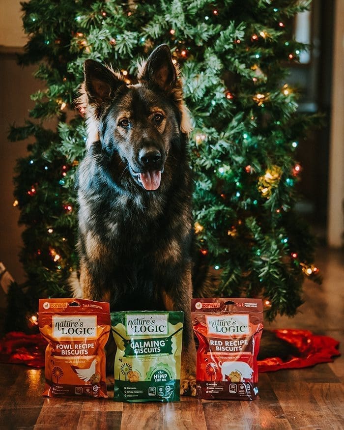 holidytips German shepherd sitting with treat bags in front, festive Christmas tree in background.