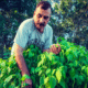 Man harvesting green plants in a garden, wearing a "NEBRASKA" T-shirt, surrounded by trees.
