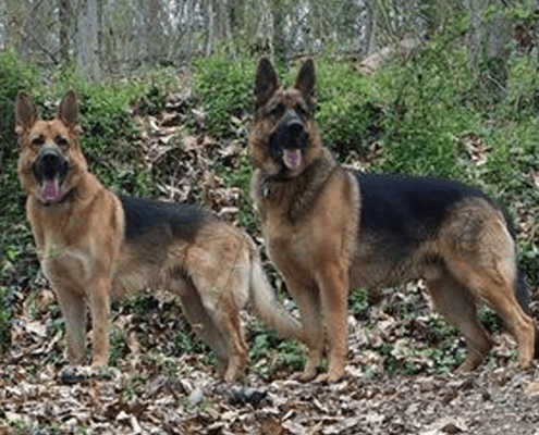 Two German Shepherds standing alert on a leafy forest floor.