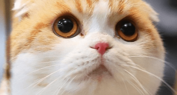 Waffles-01 Close-up of an orange and white cat with large, round brown eyes.