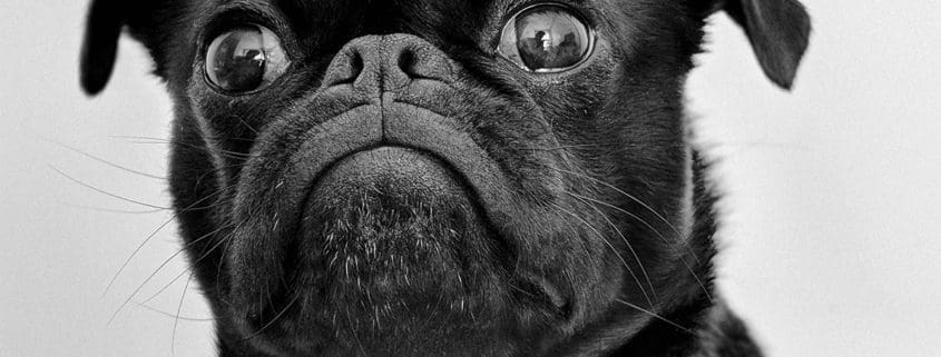 Close-up of a black pug with large, round eyes and a wrinkled snout.