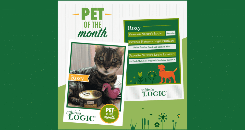 Roxy_September_PetoftheMonth Cat named Roxy featured as Nature's Logic Pet of the Month with a green information panel.