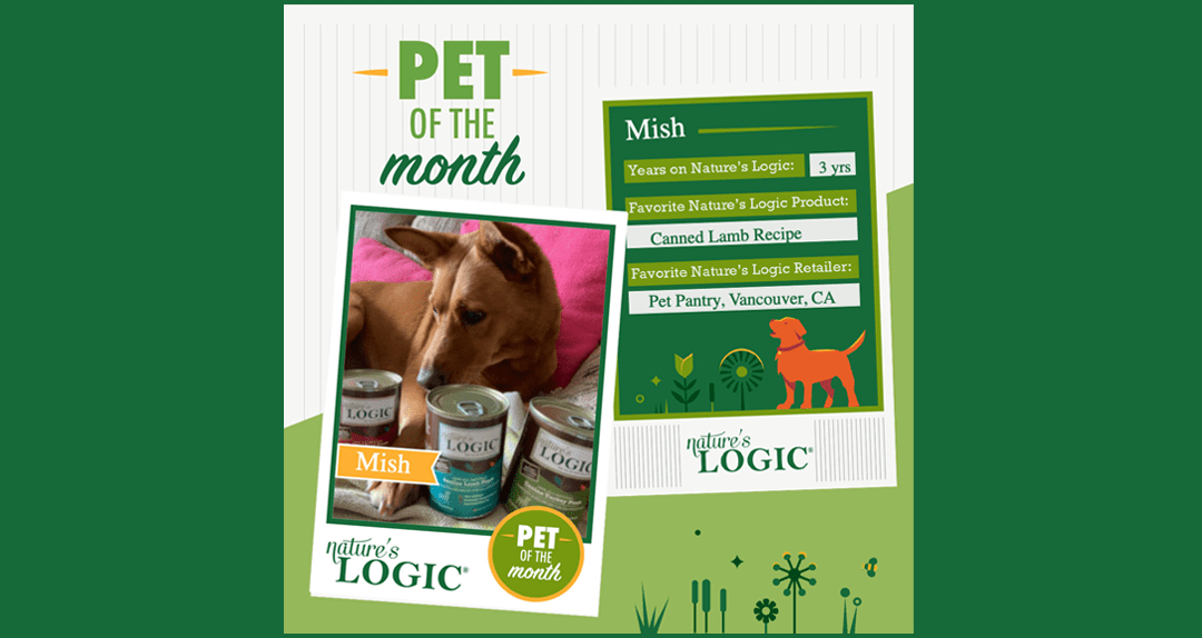 Pet-of-the-month-Mish-November-Natures-Logic1 Pet of the Month poster featuring Mish the dog with cans of Nature's Logic pet food and a green profile card.