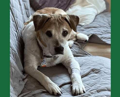 Dog resting on a gray quilted sofa, looking forward, with a pillow in the background.