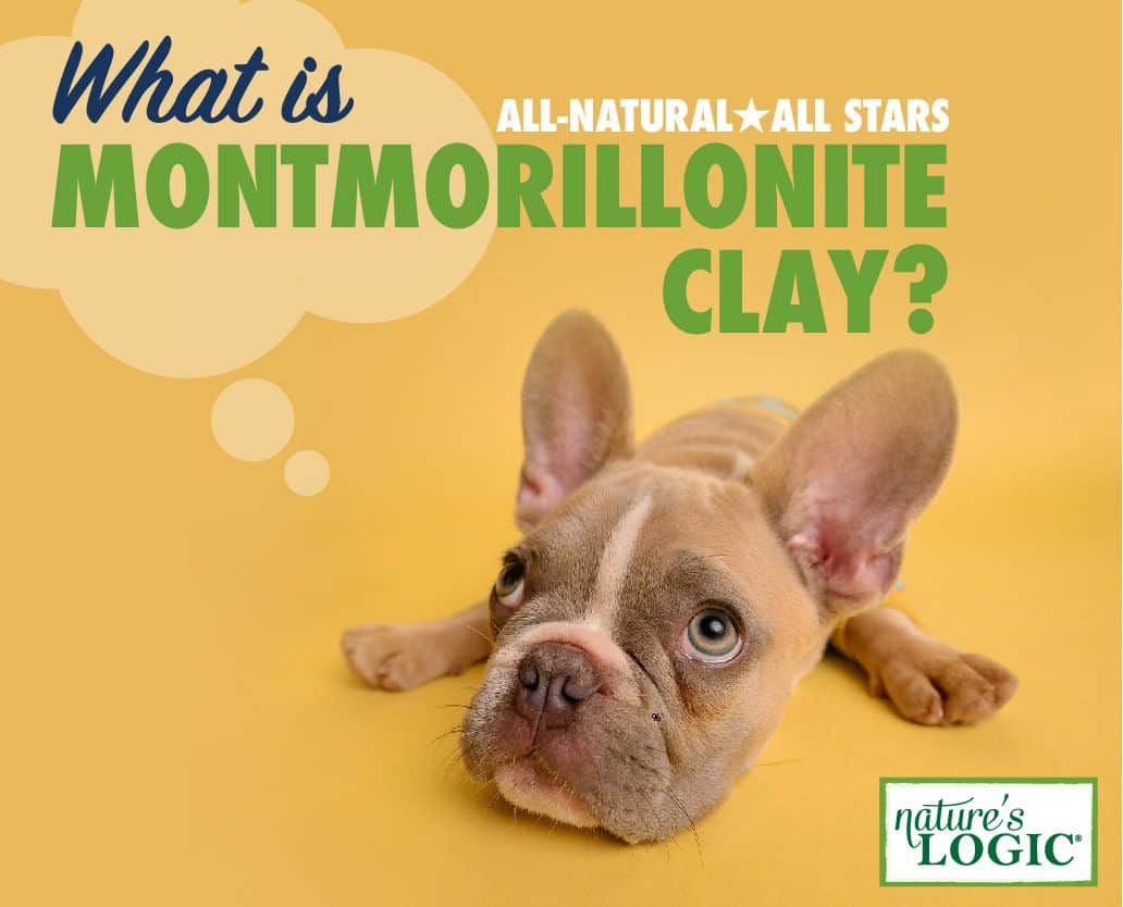 uppy lying on the floor, looking up; text above asks, "What is Montmorillonite Clay?"