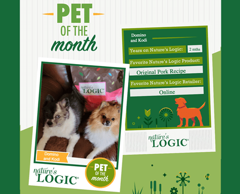 Pets of the month pomeranians Domino and Kodi, pictured with Nature's Logic Original Pork Recipe.