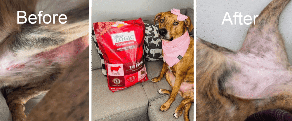 Jade-Skin-Allergies-Story Three-panel collage of a dog before and after treatment: irritated belly on the left, a dog with a pink bandana on a couch in the center, and healed skin on the right.