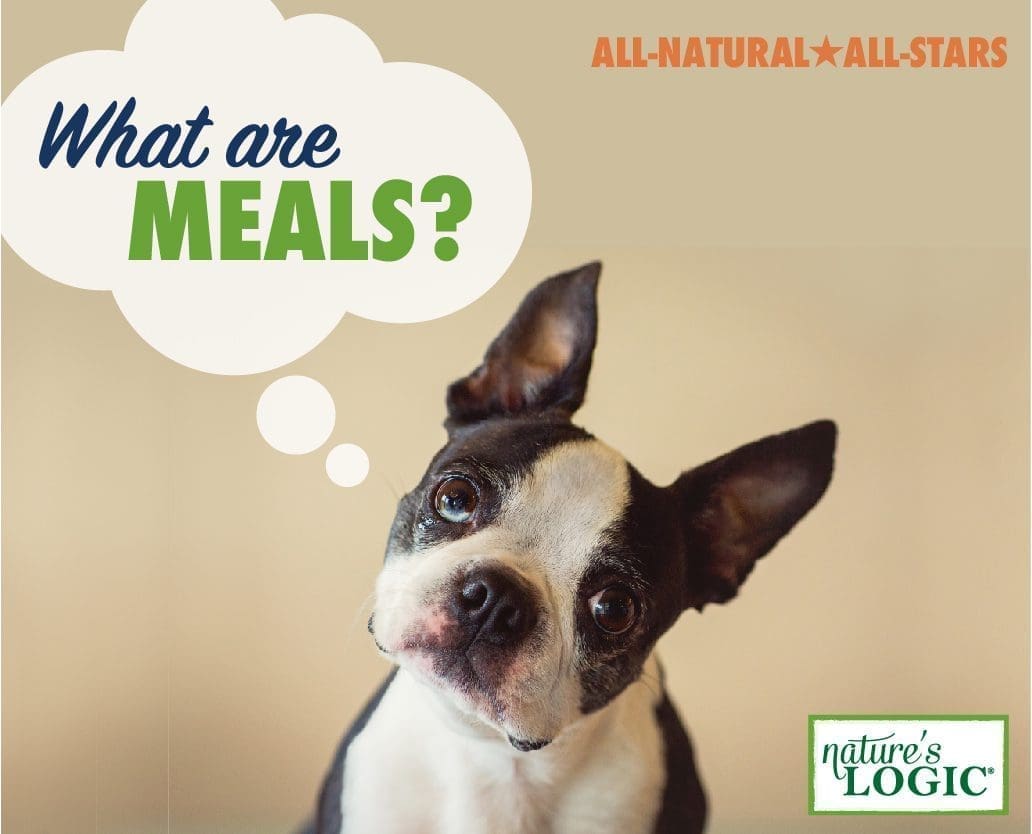Dog tilting head with thought bubble saying "What are meals?"