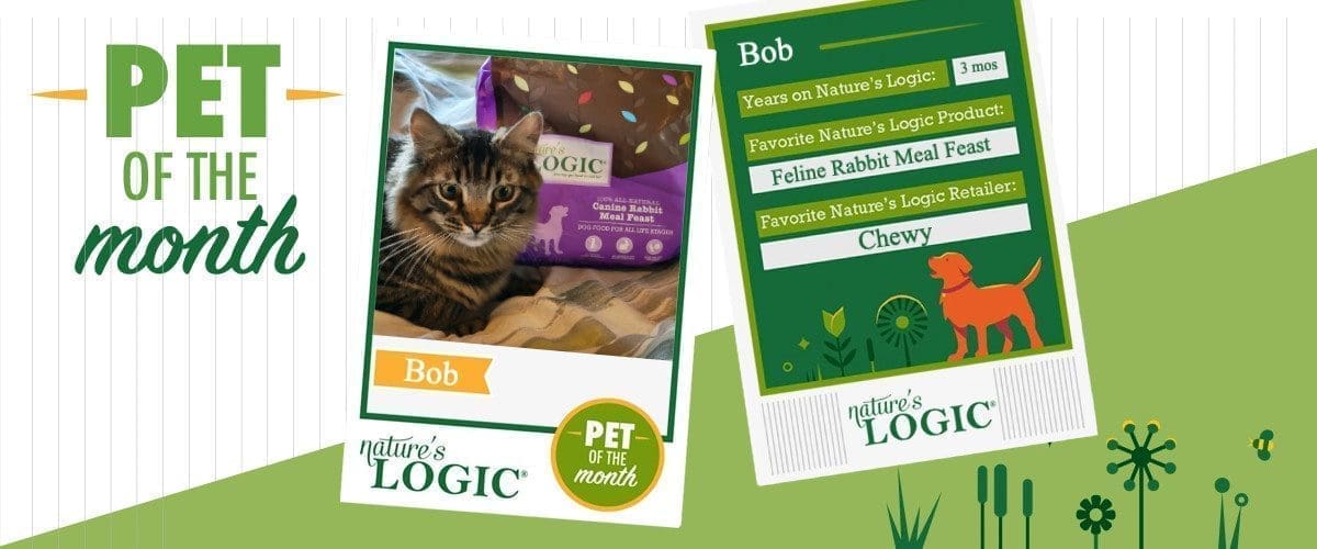 PetofTheMonth_bob-the-cat-banner Bob, a long haired tabby cat pictured with Nature's Logic Rabbit Meal Feast is pet of the month.