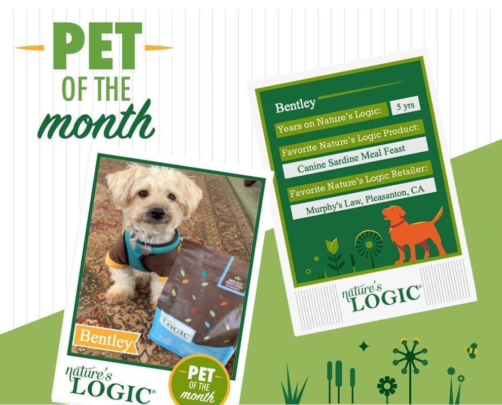 Bentley, a small white dog pictured with Nature's Logic Canine Sardine Meal Feast is pet of the month.