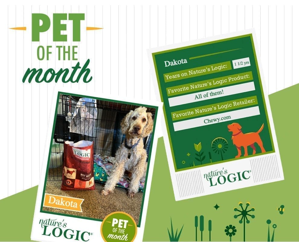 Dakota, a poodle mix, pictured with Nature's Logic Distinction Beef Recipe is pet of the month.
