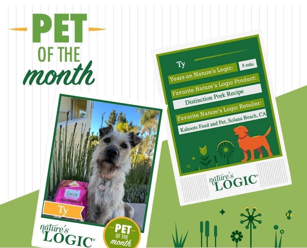 Ty, a tan dog pictured with Nature's Logic Distinction Pork Recipe is our pet of the month.