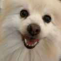 Fluffy dog smiling, looking at camera, indoors.