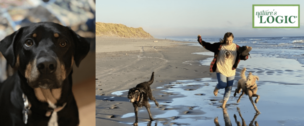 POTM-Hero-Image Black and tan dog stares indoors; nearby, person runs with two dogs on beach. Logo: nature’s LOGIC®.