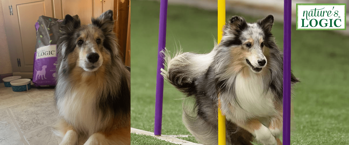 April 2023 Pet of the Month Fluffy dog with Nature’s Logic food bag in kitchen; later weaves through agility poles on the grass.