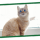 A tan cat with blue eyes sits on a windowsill, bathed in bright natural light.