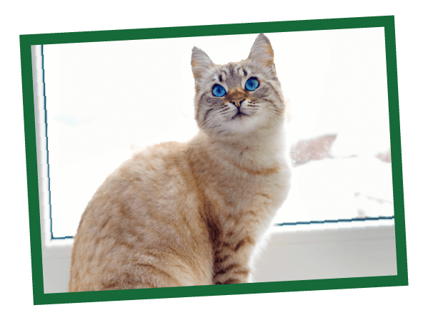 A tan cat with blue eyes sits on a windowsill, bathed in bright natural light.