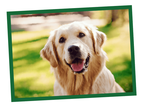 NL_Blog-Images_Body1_GrainFreeDog A golden retriever sits happily, mouth open, on a grassy field with blurred trees and sunlight in the background.