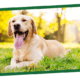 Golden retriever lies on grass, panting in a sunlit park with trees blurred softly in the background.