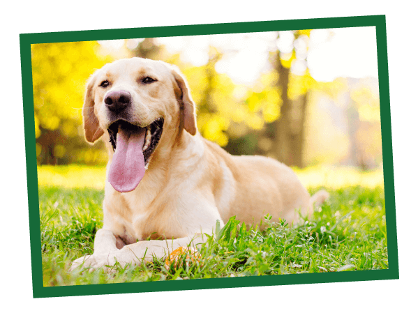 Golden retriever lies on grass, panting in a sunlit park with trees blurred softly in the background.
