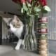 A cat walks beside a vase of red roses and a stack of cat food cans on a table in a home setting.