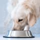 Dog drinking from a metal bowl on the floor, light blue background with subtle leaf patterns.