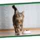 A small tabby kitten walks across a wooden floor beside a green wall.