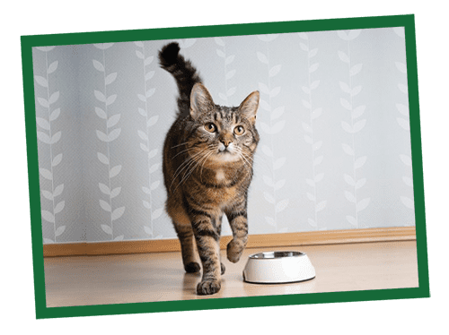 A small tabby kitten walks across a wooden floor beside a green wall.