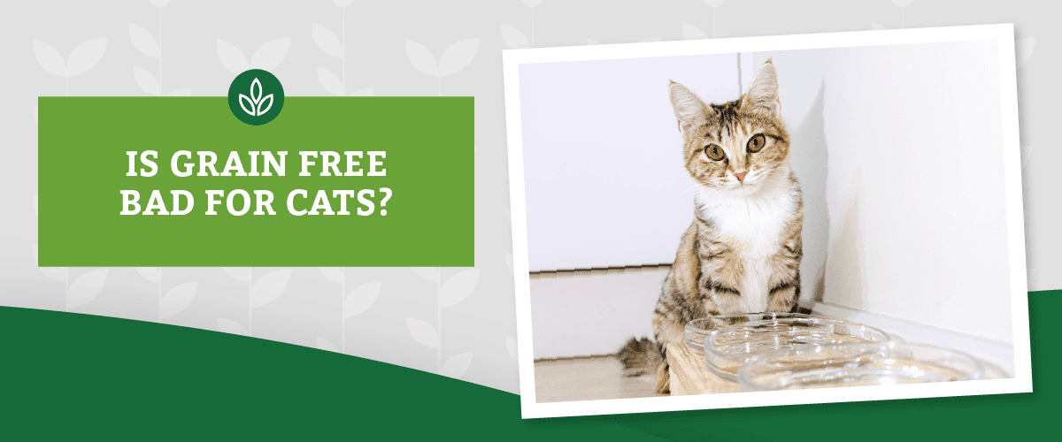 NL_Blog-Images_Header_GrainFreeCat A cat sits beside empty bowls against a white wall. Green text on the left reads, IS GRAIN FREE BAD FOR CATS?