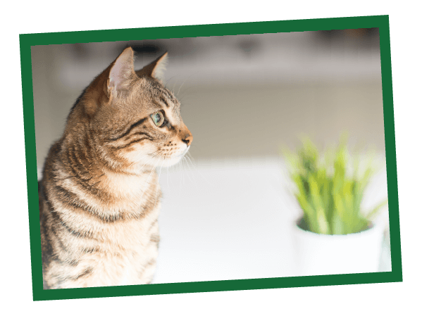 NL_blog_cat Tabby cat looks to the side beside a green plant, soft lighting and indoor background create calm vibe.