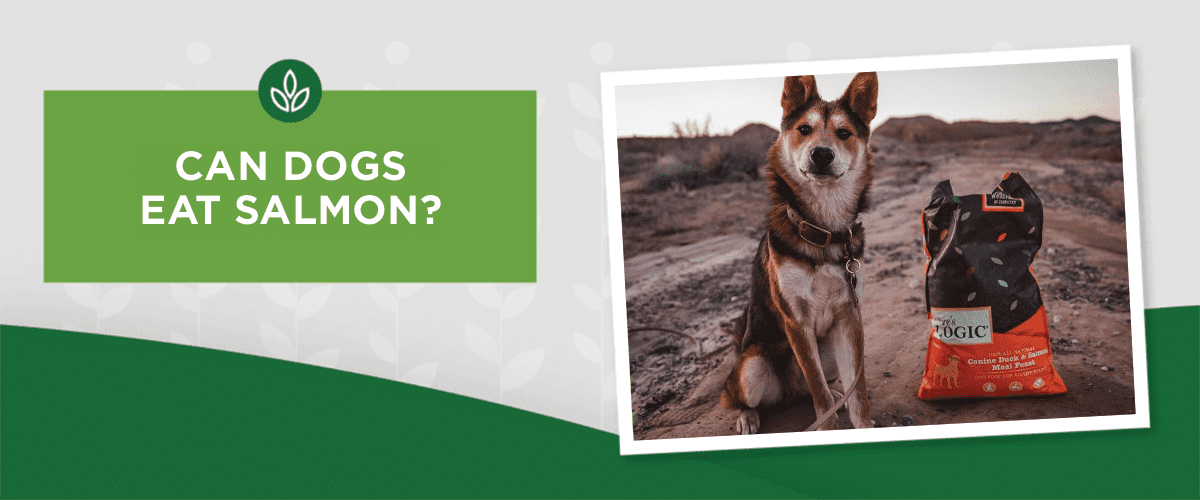 CAN DOGS EAT SALMON? CAN DOGS EAT SALMON?
