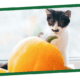 Kitten peers over large orange pumpkin indoors, with a soft, blurred background and warm lighting.