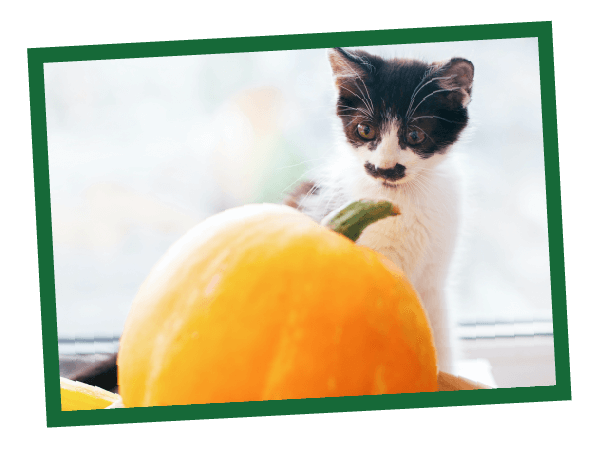 Kitten peers over large orange pumpkin indoors, with a soft, blurred background and warm lighting.