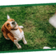 A brown and white dog sits, looking upward with a happy expression, on green grass. Waiting for one of Nature's Logic treats.