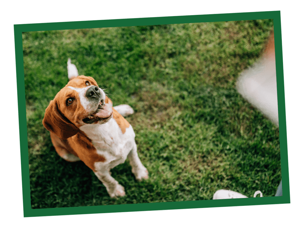 NL_Blog-Images_Body1_Treats_Dog A brown and white dog sits, looking upward with a happy expression, on green grass. Waiting for one of Nature's Logic treats.