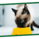 Cat getting vitamin D by eating nutrient-dense food.