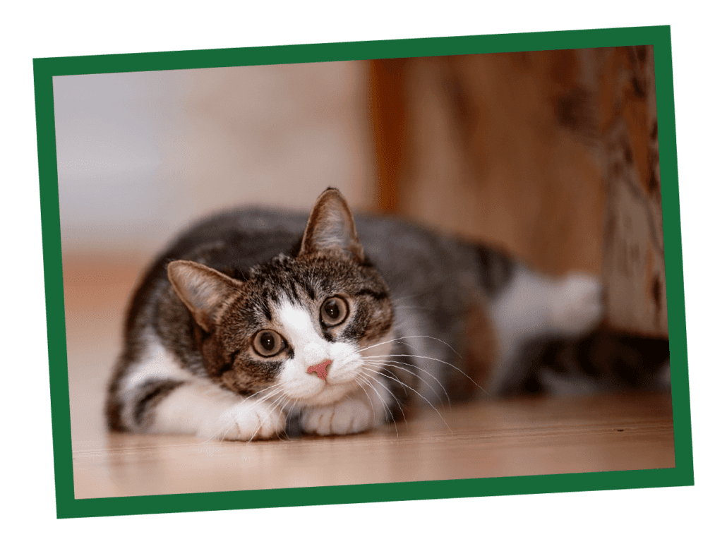Tips on switching cat food.